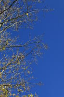 below, branch, day, England, London, natural light, park, sunny, The United Kingdom, tree