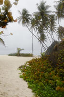 Barbados, beach, bush, coconut palm, Cocos nucifera, day, eye level view, mangrove, natural light, palm, shrub, spring