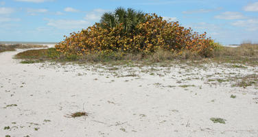 beach, bush, day, eye level view, Florida, mangrove, shrub, summer, sunny, Tampa, The United States