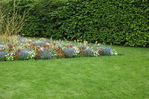 day, England, eye level view, flower, garden, grass, natural light, park, The United Kingdom, Woking