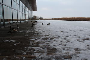 bird, day, decking, ducks, eye level view, facade, France, glass, lowered, natural light, overcast, reed, snow, winter