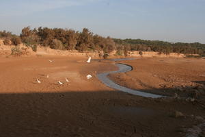 autumn, bird, bush, day, desert, direct sunlight, Essaouira, eye level view, Morocco, natural light, stream, sunlight, sunny, sunshine, vegetation