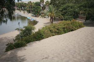 bush, day, desert, direct sunlight, elevated, Ica, palm, Peru, spring, sunlight, sunny, sunshine, vegetation