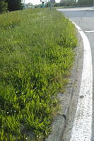 Croatia, day, eye level view, grass, grassland, kerb, lowered, spring, sunny