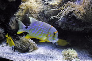 aquarium, artificial lighting, bright, close-up, fish, Monaco, Monte Carlo, Monte-Carlo, museum, seaweed