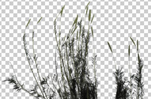 cutout, cutout plants, day, diffuse, diffused light, eye level view, grass, reed, winter