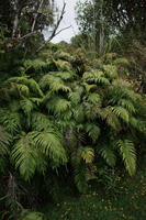 day, diffuse, diffused light, eye level view, fern, forest, natural light, New Zealand, overcast, summer, tropical, vegetation, West Coast