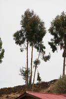 below, day, natural light, Peru, Puno, spring, tree