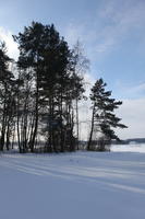 afternoon, backlight, bright, coniferous, day, eye level view, Poland, shady, snow, sunny, tree, Wielkopolskie, winter, woodland