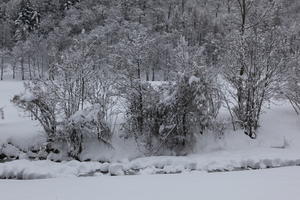 ambient light, day, diffuse, diffused light, eye level view, Italia , morning, natural light, overcast, snow, tree, Veneto, winter