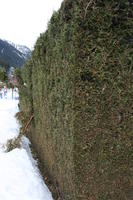 ambient light, day, diffuse, diffused light, eye level view, France, hedge, overcast, Rhone-Alpes, snow, winter