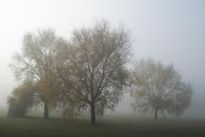 deciduous, England, eye level view, fog, grass, London, natural light, overcast, park, The United Kingdom, tree, winter