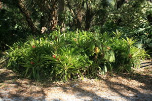 day, eye level view, Florida, Miami, natural light, palm, park, sunny, The United States, tropical, vegetation, winter