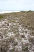 ambient light, beach, day, diffuse, diffused light, eye level view, Florida, grass, overcast, The United States, winter