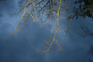 below, branch, evening, overcast, Poland, tree, vegetation, Wielkopolskie, winter, Wolsztyn