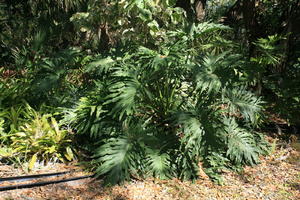 day, eye level view, Florida, Miami, natural light, palm, park, sunny, The United States, tropical, vegetation, winter