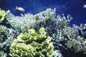 aquarium, artificial lighting, close-up, coral, Monaco, Monte Carlo, Monte-Carlo, museum