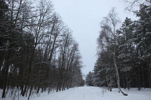 eye level view, forest, overcast, Poland, snow, track, tree, Wielkopolskie, winter, Wolsztyn