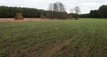 day, eye level view, field, forest, overcast, Poland, vegetation, Wielkopolskie, winter, Wolsztyn