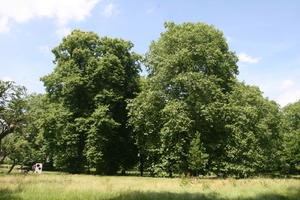 broad-leaf tree, broad-leaved tree, day, England, eye level view, grass, London, park, summer, sunny, The United Kingdom, tree