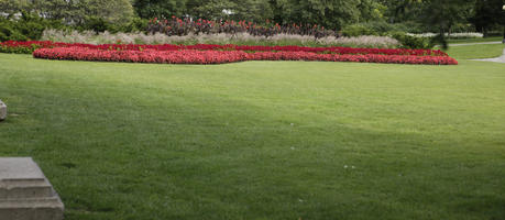 Canada, day, diffuse, diffused light, eye level view, flowering, grass, Ontario, Ottawa, park, summer