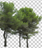 Aleppo pine, ambient light, cloudy, coniferous, cutout, cutout plants, day, diffuse, diffused light, evergreen, eye level view, morning, natural light, overcast, pine, Pinus halepensis, tree