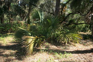 day, eye level view, Florida, Miami, natural light, palm, park, sunny, The United States, tropical, vegetation, winter