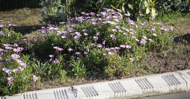 above, afternoon, day, direct sunlight, flower, garden, Pais Vasco, plant, San Sebastian, Spain, spring, sunlight, sunny, sunshine