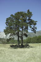 coniferous, day, eye level view, France, mountain, Provence Alpes Cote D