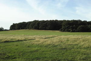 autumn, bright, day, England, eye level view, field, grass, London, park, The United Kingdom, vegetation