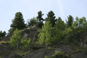 below, day, mountain, natural light, pine, Switzerland, Switzerland, tree, vegetation