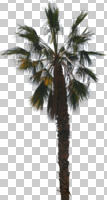 cutout, cutout plants, day, direct sunlight, evergreen, eye level view, Mexican fan palm, Mexican washingtonia, morning, natural light, noon, palm, sunny, tree, Washingtonia robusta, winter