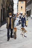 casual, day, dog, elderly, eye level view, front, group, man, people, spring, street, sunny, walking