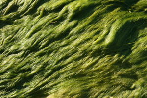 close-up, day, eye level view, Florida, Sarasota, seaweed, sunny, sunshine, The United States, winter