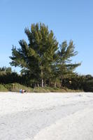 beach, bush, day, eye level view, Florida, Sarasota, sunny, sunshine, The United States, tree, winter