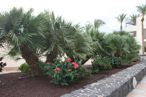 bush, Canarias, day, eye level view, flowered bush, garden, Las Palmas, natural light, palm, Spain, summer