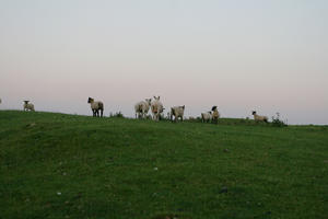 below, countryside, dusk, field, grass, natural light, sheep, summer, The United Kingdom, Wales