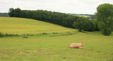 cow, day, eye level view, field, France, grass, natural light, summer, treeline