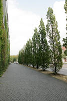 afternoon, Braunschweig, day, Deutschland, eye level view, natural light, Niedersachsen, pavement, summer, tree, vegetation