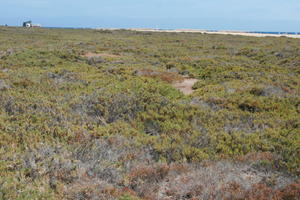 autumn, Canarias, day, eye level view, Las Palmas, shrubbery, shrubland, Spain, sunny