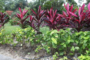 ambient light, day, eye level view, garden, Kedah, Malaysia, overcast, plant, tropical