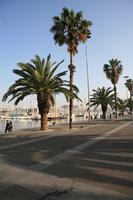 Barcelona, Cataluña, day, dusk, eye level view, marina, palm, path, Spain, tropical, vegetation