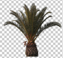 ambient light, Canary island date palm, cloudy, cutout, cutout plants, cutout trees, day, diffuse, diffused light, evergreen, eye level view, overcast, palm, Phoenix canariensis, tree, winter, young