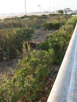 autumn, bush, day, direct sunlight, Essaouira, eye level view, Morocco, natural light, sunlight, sunny, sunshine, vegetation