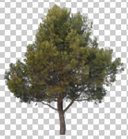 Aleppo pine, ambient light, cloudy, coniferous, cutout, cutout plants, cutout trees, day, diffuse, diffused light, eye level view, overcast, pine, Pinus halepensis, tree, winter, young