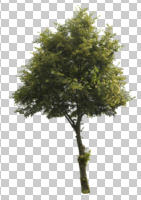 broad-leaf tree, broad-leaved tree, cutout, cutout trees, day, diffuse, diffused light, eye level view, summer