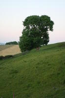 countryside, dusk, eye level view, field, grass, natural light, summer, The United Kingdom, tree, Wales