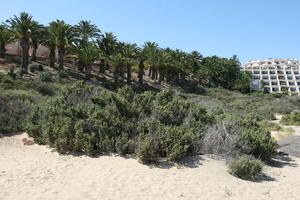 Canarias, day, direct sunlight, dunes, eye level view, Las Palmas, palm, Phoenix canariensis, shrub, Spain, spring, sunny