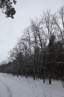 eye level view, forest, overcast, Poland, snow, track, tree, Wielkopolskie, winter, Wolsztyn