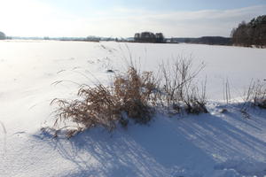 afternoon, backlight, bright, day, eye level view, field, Poland, shrub, snow, sunny, Wielkopolskie, winter